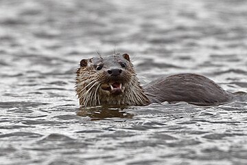 Nutria