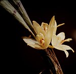 Octomeria grandiflora 02. jpg