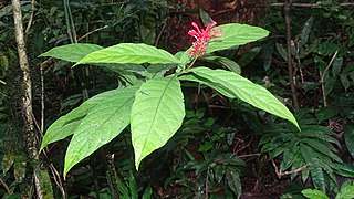 <i>Odontonema tubaeforme</i> Species of plant