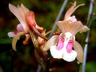 <i>Oeceoclades</i> Genus of orchids