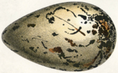 Großes birnenförmiges Ei, weiß gefärbt mit kleinen, dichteren braunen Flecken auf der größeren Seite.