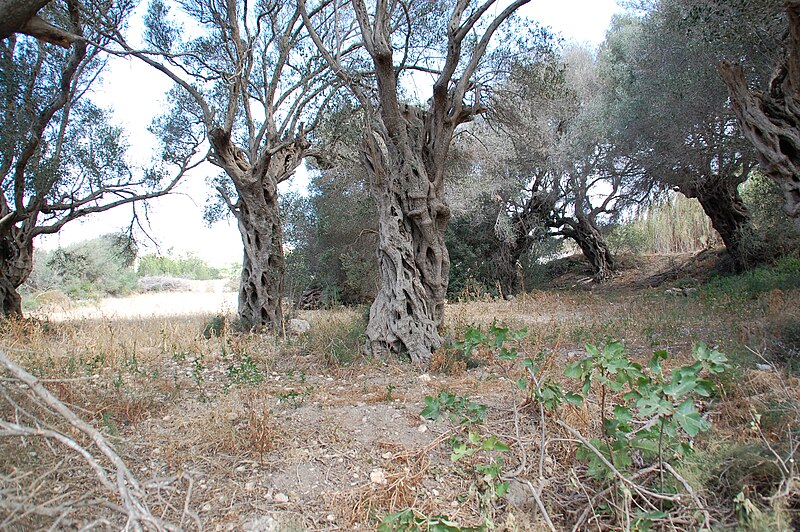 File:Olea europaea Grove Wardija Ridge Malta 10.jpg