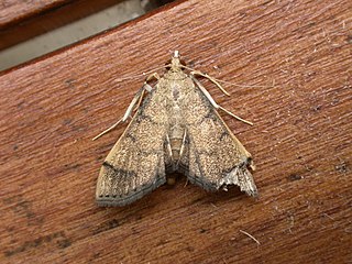 <i>Omiodes indicata</i> species of moth of the Crambidae family