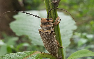 <i>Oncideres germarii</i> Species of beetle