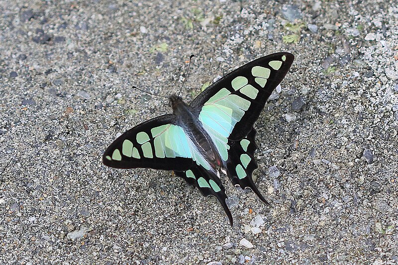 File:Open wing of Graphium cloanthus Westwood, 1841 – Glassy Bluebottle March 2016 Jayanti BTR (2).jpg