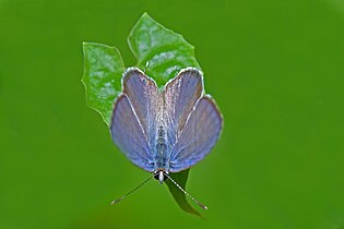 Dorsal view