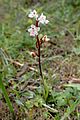 Orchis × sezikiana Cyprus - Akamas Peninsula