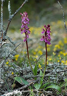 Orchis spitzelii wiki mgk01.jpg
