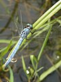 Kleiner Blaupfeil (Orthetrum coerulescens), M