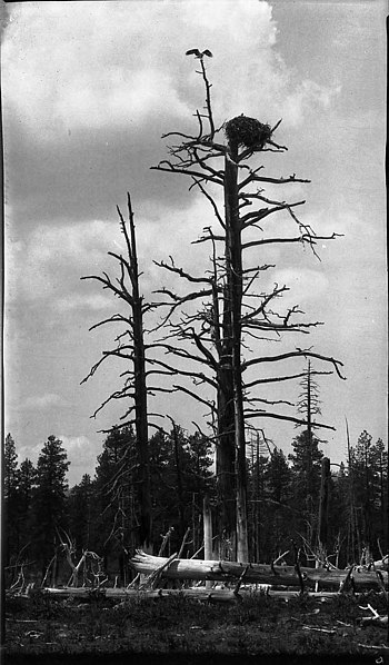 File:Osprey, Eagle Lake, Lassen Co, Calif, May 24, 1925, Male osprey on nest, female just slighting (85b9518720714cda97496747ce146d39).jpg