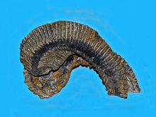Ostreidae - Agerostrea ungulata.JPG