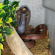 Cobra Égyptien: Répartition, Description, Légendes