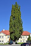 English oak (Quercus robur)