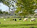 P1040545 Barthes de l'Adour.JPG