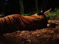 新加坡夜间野生动物园的老虎