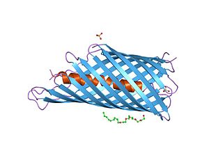 <span class="mw-page-title-main">Autotransporter family</span>