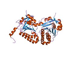 PDB 1v5w EBI.jpg