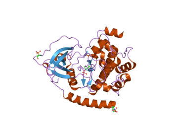 2gng: Protein kinase A fivefold mutant model of Rho-kinase