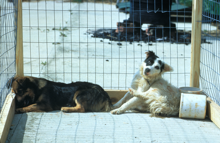 Two dogs with the paralytic, or dumb, form of rabies