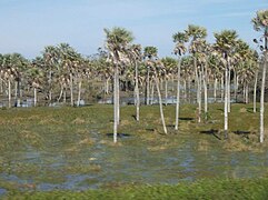 Palmares y humedales en Ñeembucú