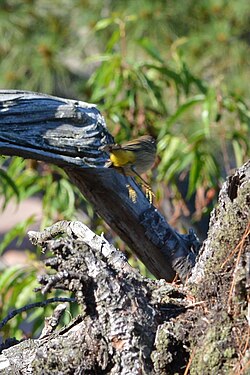 Palm Warbler (Setophaga palmarum)