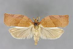 Mounted specimen