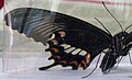 Papilio hindwing ventral.JPG