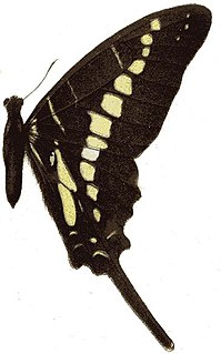 <i>Graphium policenoides</i> Species of butterfly