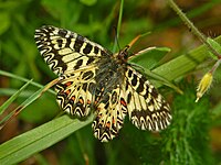 Dorsal view Papilionidae - Zerynthia polyxena.JPG