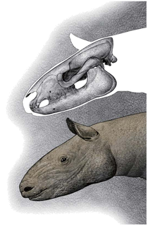 <i>Pappaceras</i> Extinct genus of mammals