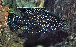 Adult of Paratilapia polleni Paratilapia polleni Bleeker.jpg