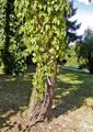 Parthenocissus quinquefolia 'Engelmannii', gut kletternde Sorte des Wilden Weins