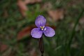 Patersonia fragilis (Iridaceae)