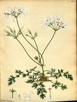 Pelargonium longifolium 2. jpg