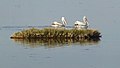 Pelicans at Lagoons of Agiasma, Nestos, Greece.jpg