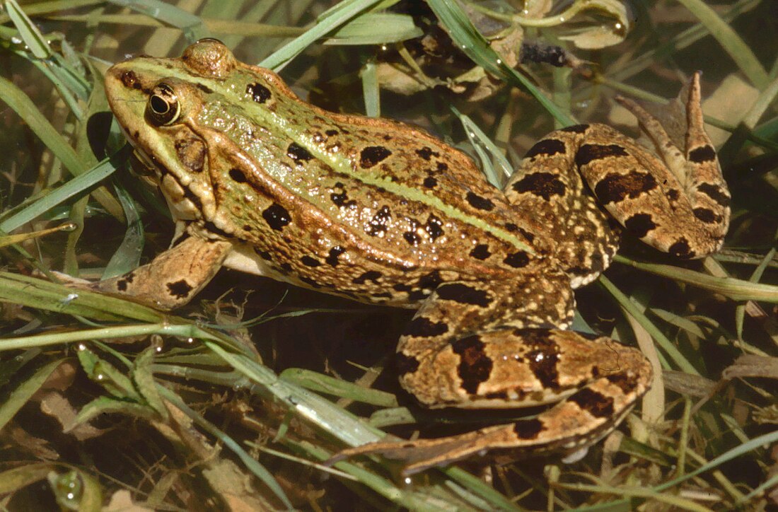 Türkischer Wasserfrosch