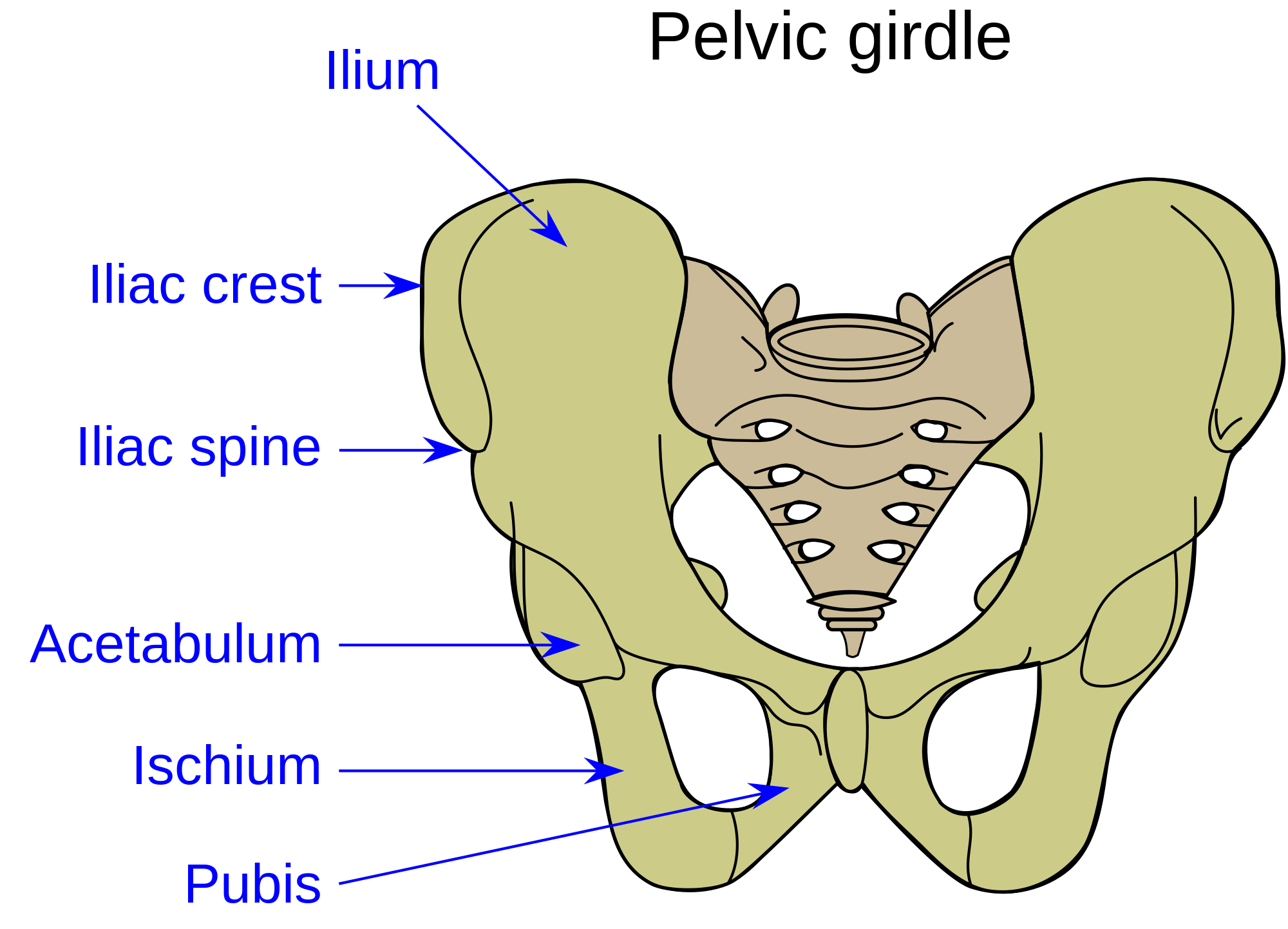 You should feel your pubic bone pressing into the floor, and if you look down from where it's labelled 'iliac crest' to where it ends, you should feel the 2 bony points on either side there too. 