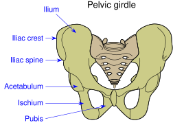 Tulang Pubis