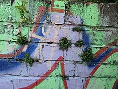 Pennywort amongst the graffiti - geograph.org.uk - 4982568.jpg