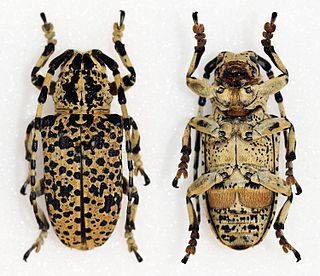 <i>Penthea</i> (beetle) Genus of beetles