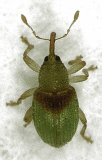 <i>Peristoreus viridipennis</i> Species of beetle