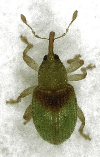 <i>Peristoreus viridipennis</i> Species of beetle