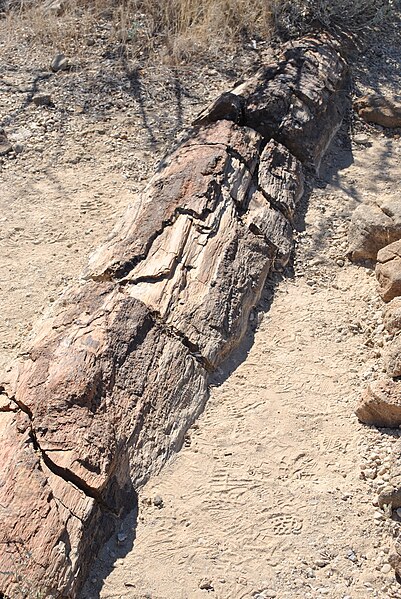 File:Petrified forest.jpg