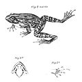 Thumbnail for Petropedetidae
