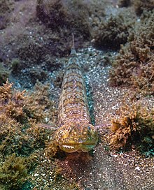 Pez lagarto diamante (Synodus synodus), Madeira, Portugaliya, 2019-05-31, DD 44.jpg