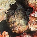 * Nomination Estuarine stonefish (Synanceia horrida), Ras Muhammad National Park, Egypt --Poco a poco 07:37, 28 June 2022 (UTC) * Promotion  Support Good quality -- Johann Jaritz 13:11, 28 June 2022 (UTC)