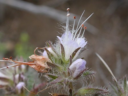 Phacelia hastata (3715316804).jpg