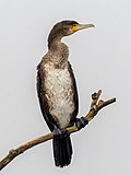 Phalacrocorax carbo 174108054.jpg