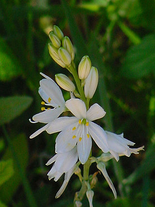 Fortune Salaire Mensuel de Anthericaceae Combien gagne t il d argent ? 1 000,00 euros mensuels