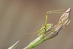 Phaneroptera sp. katydid